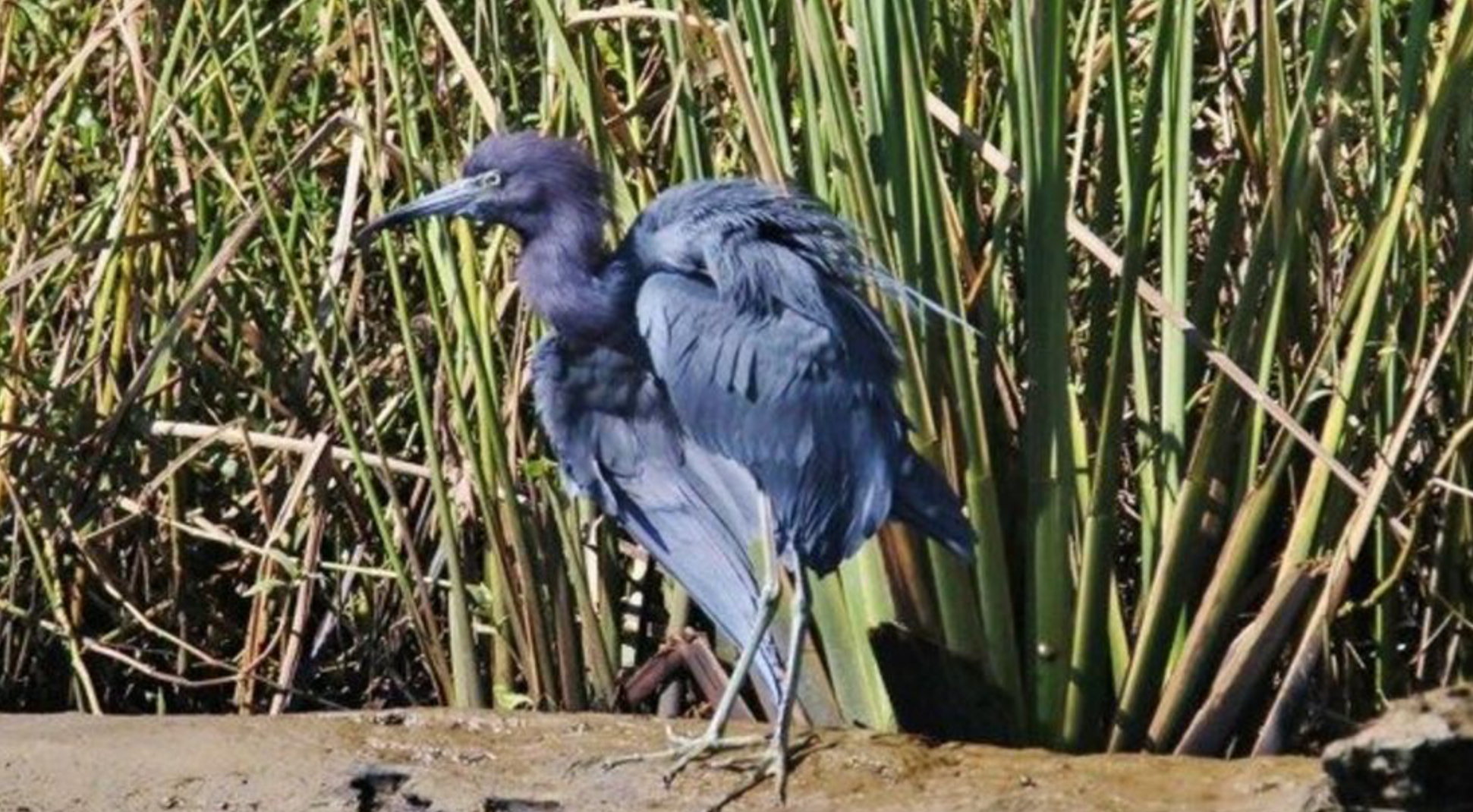 Little blue heron hunting among marsh grasses