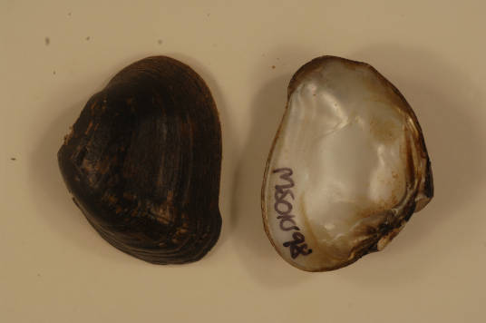 Southern combshell mussel specimen